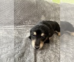 Small #22 Dachshund