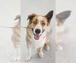 Small #1 American Staffordshire Terrier-Huskies  Mix