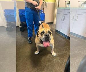 Bulldog-Unknown Mix Dogs for adoption in Rockwall, TX, USA