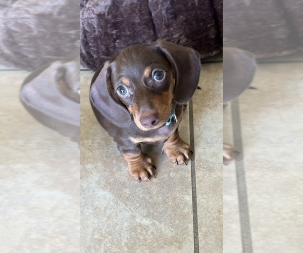 Medium Photo #1 Dachshund Puppy For Sale in HUNTINGTON BEACH, CA, USA