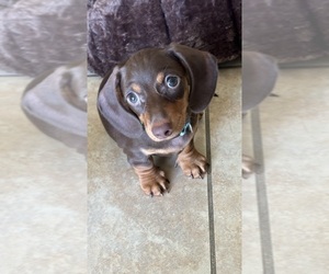 Dachshund Puppy for Sale in HUNTINGTON BEACH, California USA