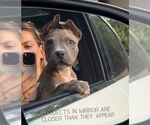 Small #5 American Staffordshire Terrier Mix