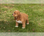 Small Photo #4 Cocker Spaniel Puppy For Sale in NAPPANEE, IN, USA