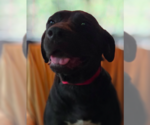 Small #3 Mutt
