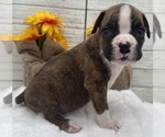 Small #4 Boxer