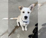 Small Shepradors