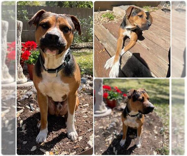 Medium Photo #2 Mutt Puppy For Sale in San Antonio, TX, USA
