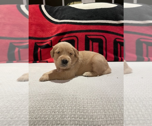 Medium Photo #1 Golden Retriever Puppy For Sale in BISHOP, GA, USA