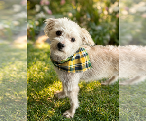 Maltipoo (Miniature) Dogs for adoption in Phoenix, AZ, USA