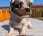 Small #7 Dachshund