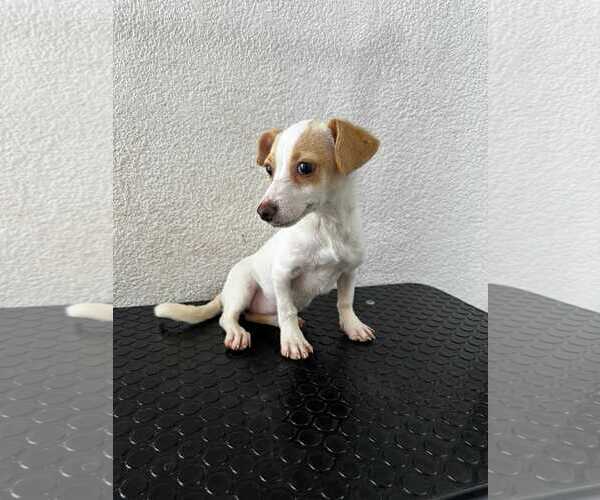 Medium Photo #13 Chihuahua-Unknown Mix Puppy For Sale in Escondido, CA, USA