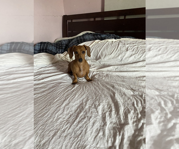 Medium Photo #1 Dachshund Puppy For Sale in HIALEAH, FL, USA