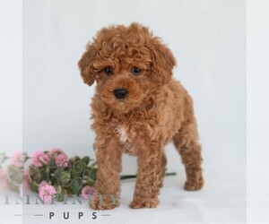 Poodle (Miniature) Puppy for sale in DORNSIFE, PA, USA