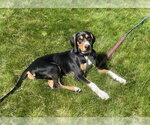 Small #1 Mutt