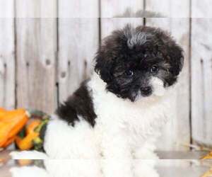 Shih-Poo Puppy for sale in MOUNT VERNON, OH, USA