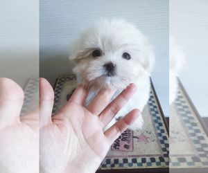 Maltese Puppy for sale in LONG ISLAND CITY, NY, USA
