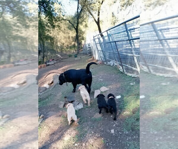 Medium Photo #11 Labrador Retriever Puppy For Sale in IONE, CA, USA