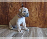 Small Photo #29 Cane Corso Puppy For Sale in APPLE VALLEY, CA, USA