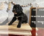 Puppy 3 Poodle (Miniature)-Sheepadoodle Mix