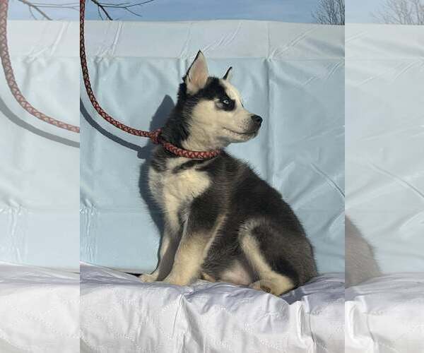 Medium Photo #2 Siberian Husky Puppy For Sale in HOPKINSVILLE/PRINCETON, KY, NH, USA