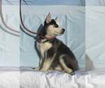 Small #1 Siberian Husky