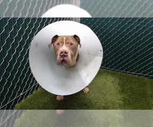 Mutt Dogs for adoption in Downey, CA, USA