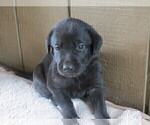 Small Photo #2 Labrador Retriever Puppy For Sale in AMBOY, WA, USA
