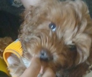 Cock-A-Poo Puppy for sale in London, Ontario, Canada