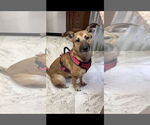 Small German Shepherd Dog Mix