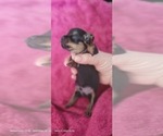 Small Photo #133 Yorkshire Terrier Puppy For Sale in AKRON, OH, USA