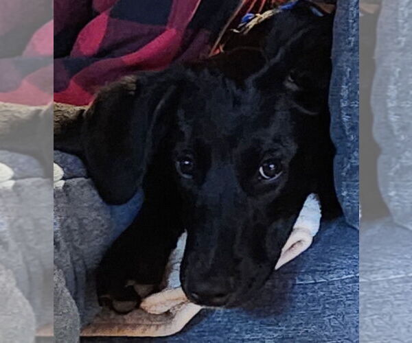 Medium Photo #3 Colonial Cocker Spaniel-Unknown Mix Puppy For Sale in Boston, MA, USA