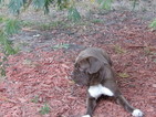 Small Photo #1 Neapolitan Mastiff Puppy For Sale in LAKELAND, FL, USA