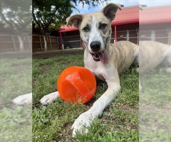 Medium Photo #1 Anatolian Shepherd-Unknown Mix Puppy For Sale in Plano, TX, USA