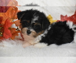 Small #3 Yorkshire Terrier