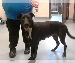 Shepradors Dogs for adoption in Fayetteville, NC, USA