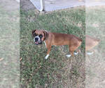 Small Photo #2 Boxer Puppy For Sale in Austin, TX, USA