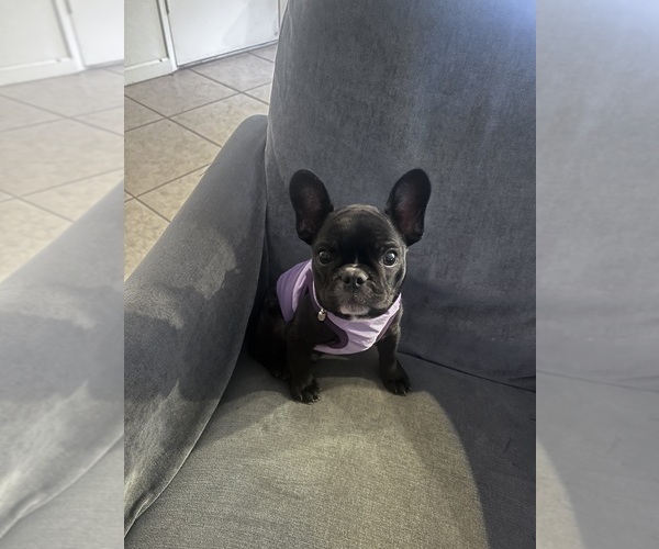 Medium Photo #8 French Bulldog Puppy For Sale in MANTECA, CA, USA