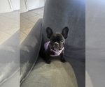 Small #7 French Bulldog