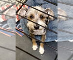 Small #1 Mutt