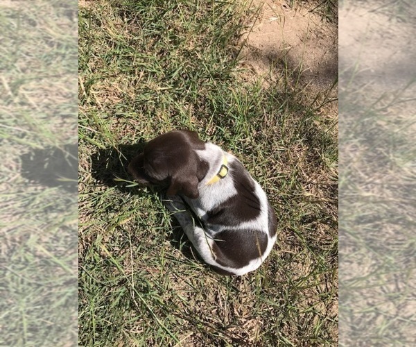 Medium Photo #4 German Shorthaired Pointer Puppy For Sale in BOERNE, TX, USA