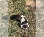 Small Photo #4 German Shorthaired Pointer Puppy For Sale in BOERNE, TX, USA