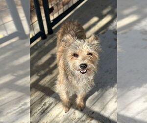 Cairn Terrier-Unknown Mix Dogs for adoption in Oak Bluffs, MA, USA