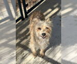 Small Cairn Terrier Mix