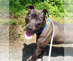 Small #5 American Staffordshire Terrier-Labrador Retriever Mix