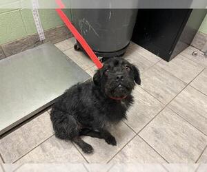 Mutt Dogs for adoption in Grand Prairie, TX, USA