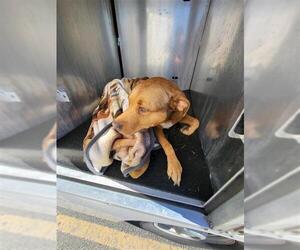 American Staffordshire Terrier Dogs for adoption in San Antonio, TX, USA