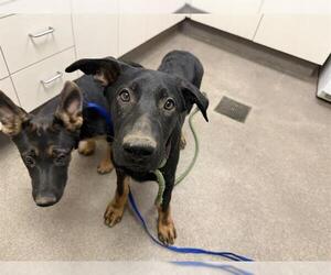 German Shepherd Dog Dogs for adoption in HESPERIA, CA, USA