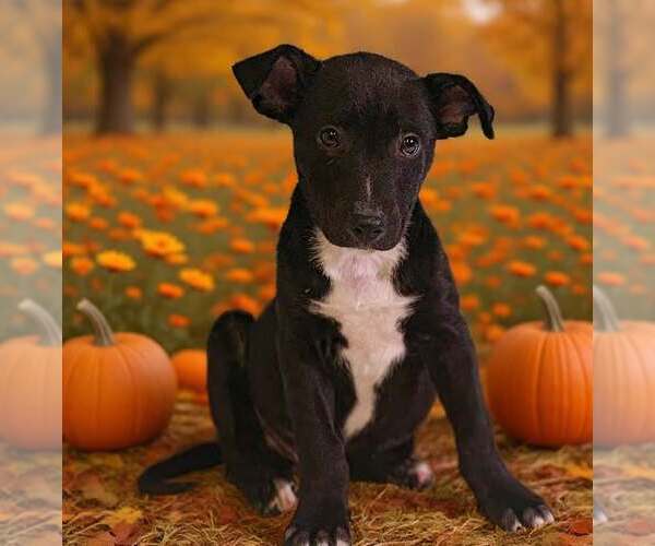 Medium Photo #1 American Pit Bull Terrier-Unknown Mix Puppy For Sale in Talladega, AL, USA