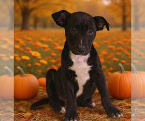 American Pit Bull Terrier-Unknown Mix Dogs for adoption in Talladega, AL, USA