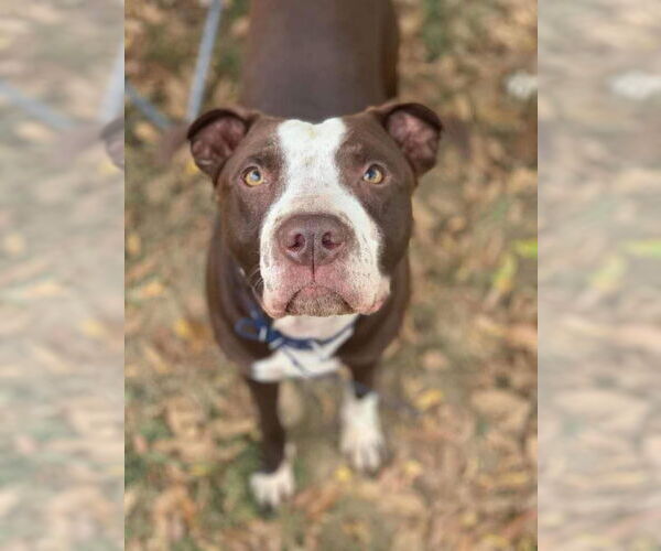 Medium Photo #5 American Pit Bull Terrier-Unknown Mix Puppy For Sale in Germantown, OH, USA